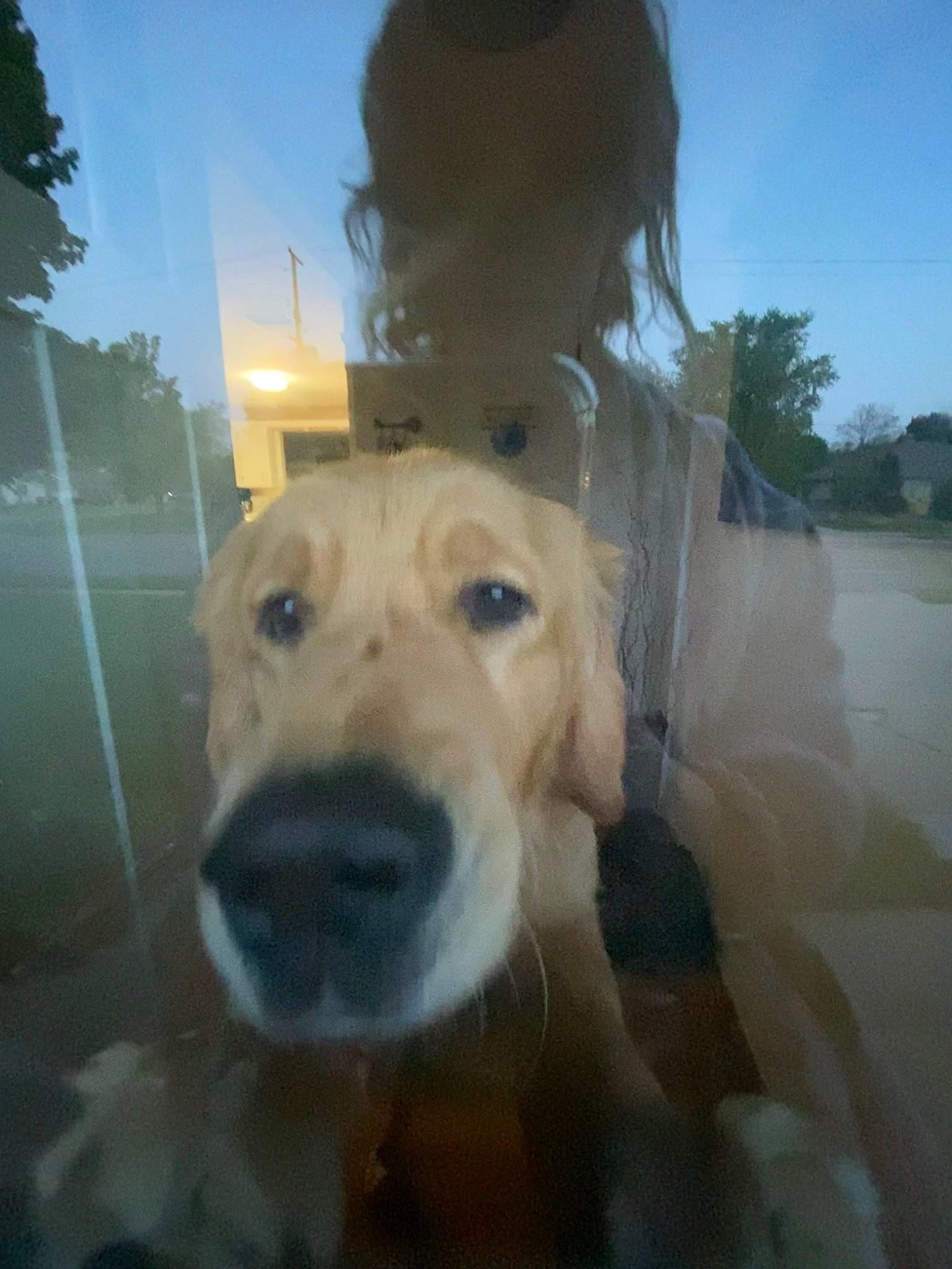 Rhino is registered to the contest to win money with this photo: canidae, carnivore, companion_dog, dog, dog_breed, ear, fun, guard_dog, happy, labrador_retriever, non_sporting_group, puppy, puppy_love, retriever, selfie, sky, sporting_group, tree, whiskers, working_animal