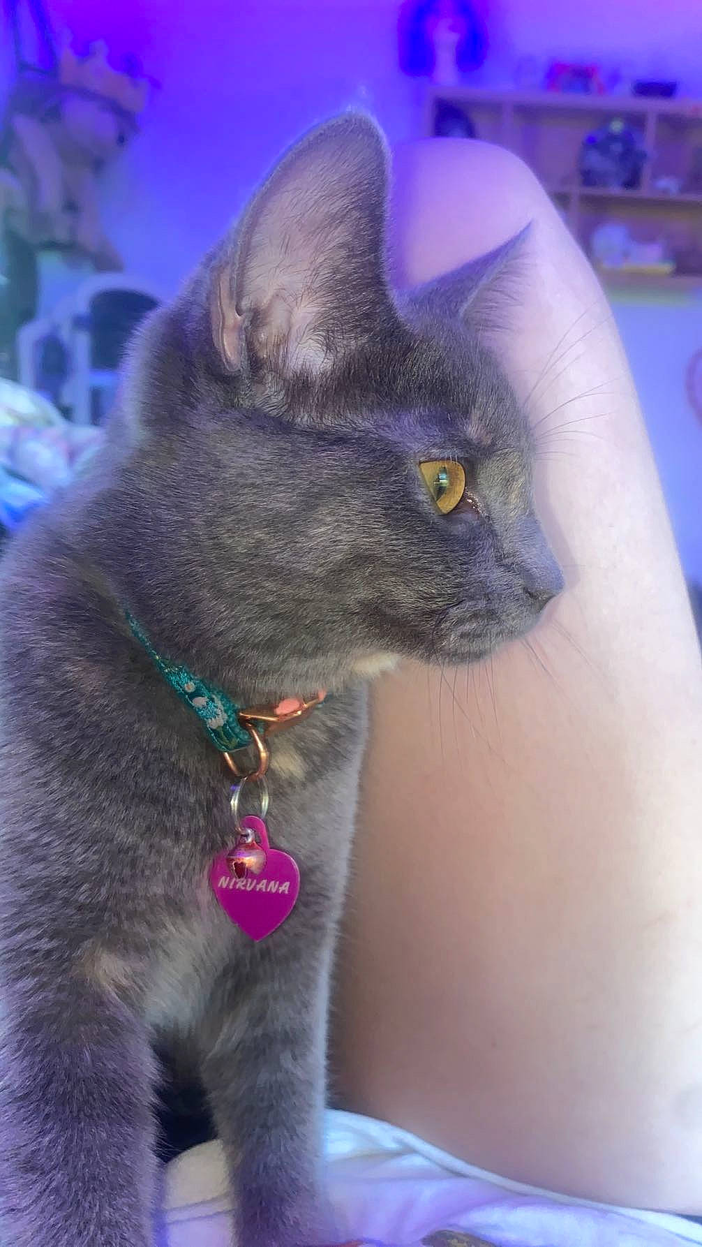 Nirvana joined the competition — help win amazing prizes! carnivore, cat, collar, domestic_short_haired_cat, ear, electric_blue, felidae, fur, gesture, grey, iris, russian_blue, small_to_medium_sized_cats, snout, whiskers