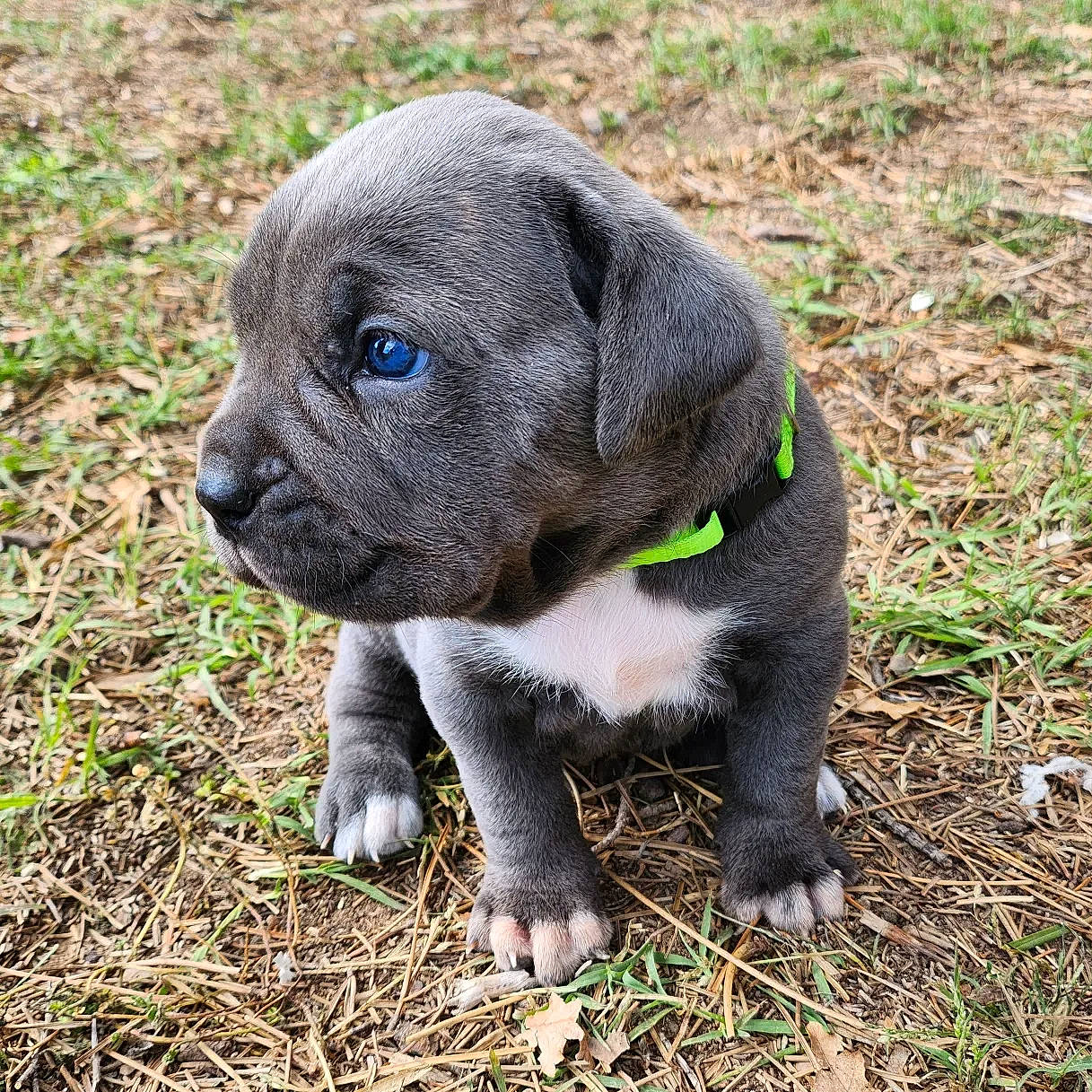 Fifty participe au concours pour gagner de l'argent avec cette photo : ancient_dog_breeds, canidae, carnivore, collar, companion_dog, dog, dog_breed, dog_collar, fawn, grass, non_sporting_group, plant, pug, puppy, soil, sporting_group, terrestrial_animal, toy_dog, whiskers, working_animal