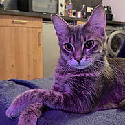 Mimi a rejoint le concours — aidez-le/la à gagner de superbes lots ! cat, kitten, feline, pet, animal, portrait, close_up, sitting, blanket, cozy, indoor, kitchen, home, cabinet, microwave, washing_machine, appliance, purple_lighting, whiskers, ears