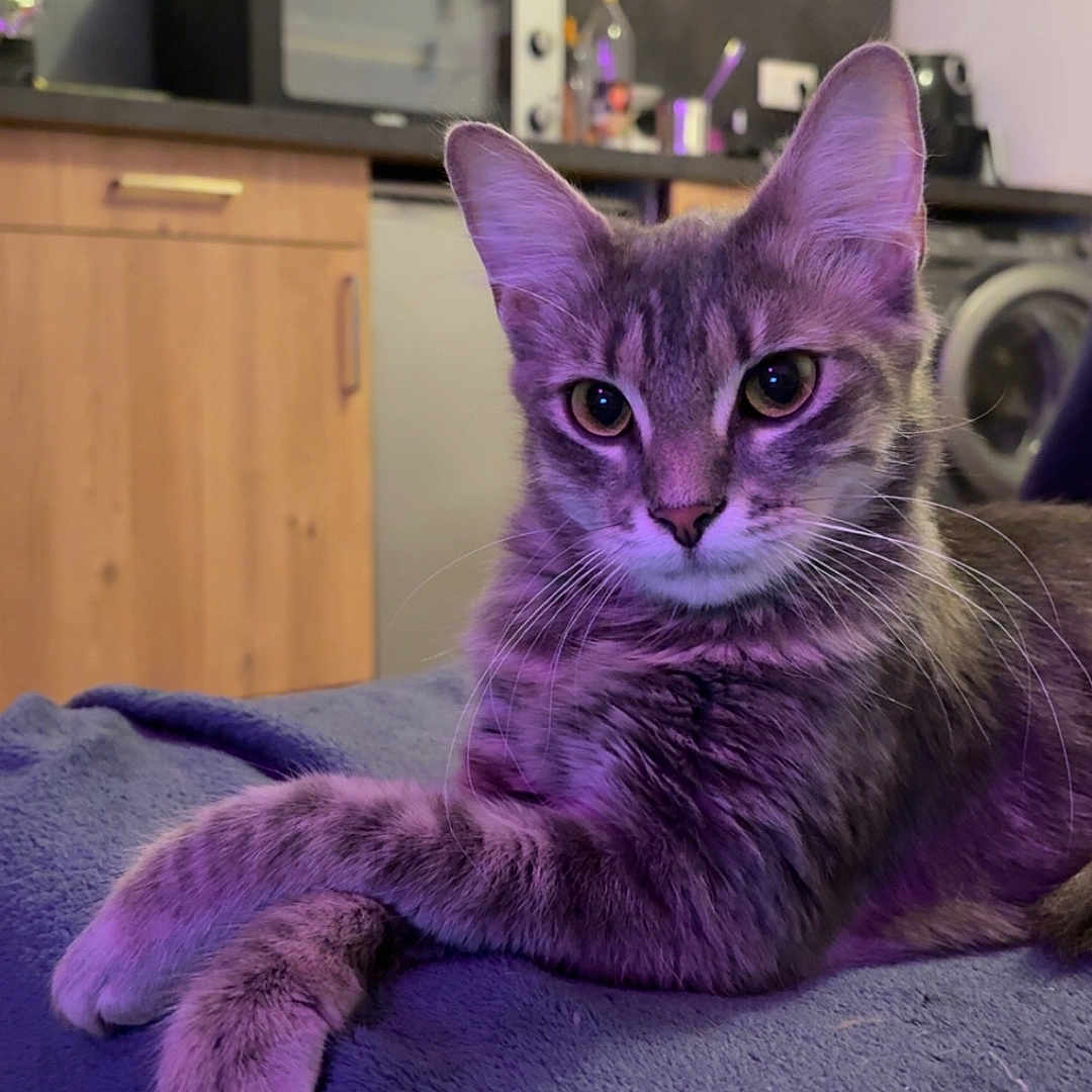 Mimi