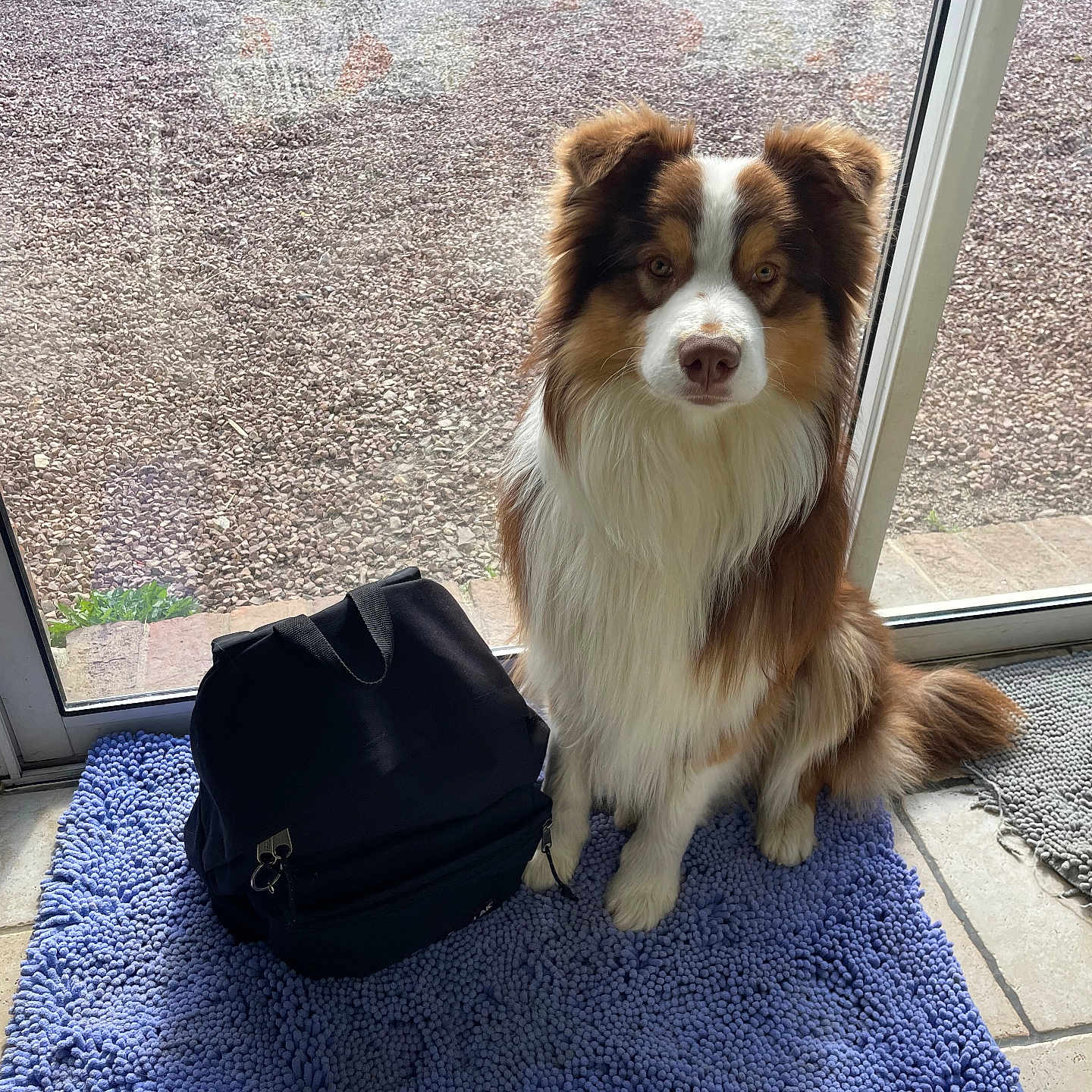 Lipton Rouillard a rejoint le concours — aidez-le/la à gagner de superbes lots ! accessories, animal, architecture, bag, baggage, building, canine, car, dog, handbag, homedecor, machine, mat, outdoors, pet, puppy, shelter, transportation, vehicle, wheel