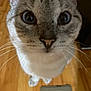 Felix joined the competition — help win amazing prizes! cat, close_up, curious, wide_eyes, whiskers, indoor, wooden_floor, vent, pet, feline, looking_up, face, animal, domestic_cat, fur, nose, ears, paws, blurred_background, cute
