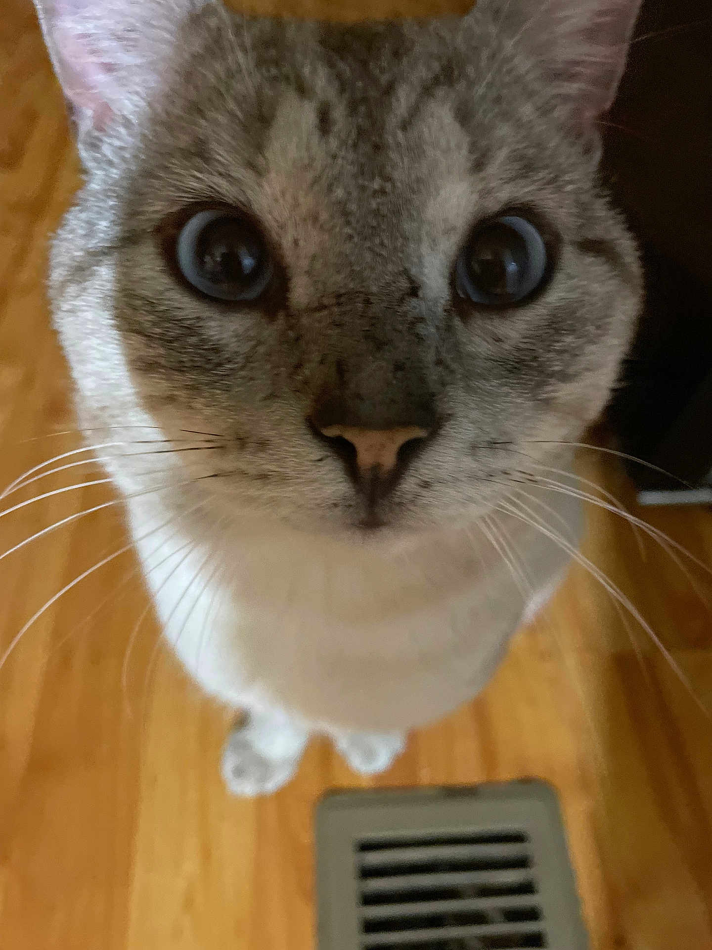 Felix