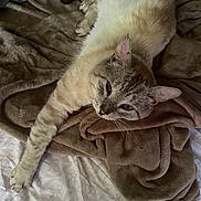 Felix joined the competition — help win amazing prizes! cat, animal, pet, feline, sleeping, relaxed, blanket, bed, fur, whiskers, paw, indoor, cozy, resting, cute, soft, pattern, comfort, domestic, laying