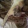 cat, animal, pet, feline, sleeping, relaxed, blanket, bed, fur, whiskers, paw, indoor, cozy, resting, cute, soft, pattern, comfort, domestic, laying