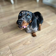 Arsène a rejoint le concours — aidez-le/la à gagner de superbes lots ! dog, dachshund, blue_eyes, tongue_out, floor, wooden_floor, pet, animal, cute, indoor, looking_up, blurred_background, black_and_brown, small_dog, short_legs, canine, fur, domestic_animal, companion, playful