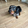 dog, dachshund, blue_eyes, tongue_out, floor, wooden_floor, pet, animal, cute, indoor, looking_up, blurred_background, black_and_brown, small_dog, short_legs, canine, fur, domestic_animal, companion, playful