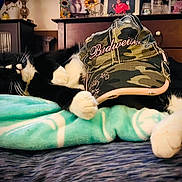 Adam is registered to the contest to win money with this photo: bed, black_and_white, blanket, budweiser, camo, cap, cat, cozy, decor, domestic, dorm_room, dressed_up, furniture, indoors, paws, pet, relaxing, resting, sleeping, whiskers