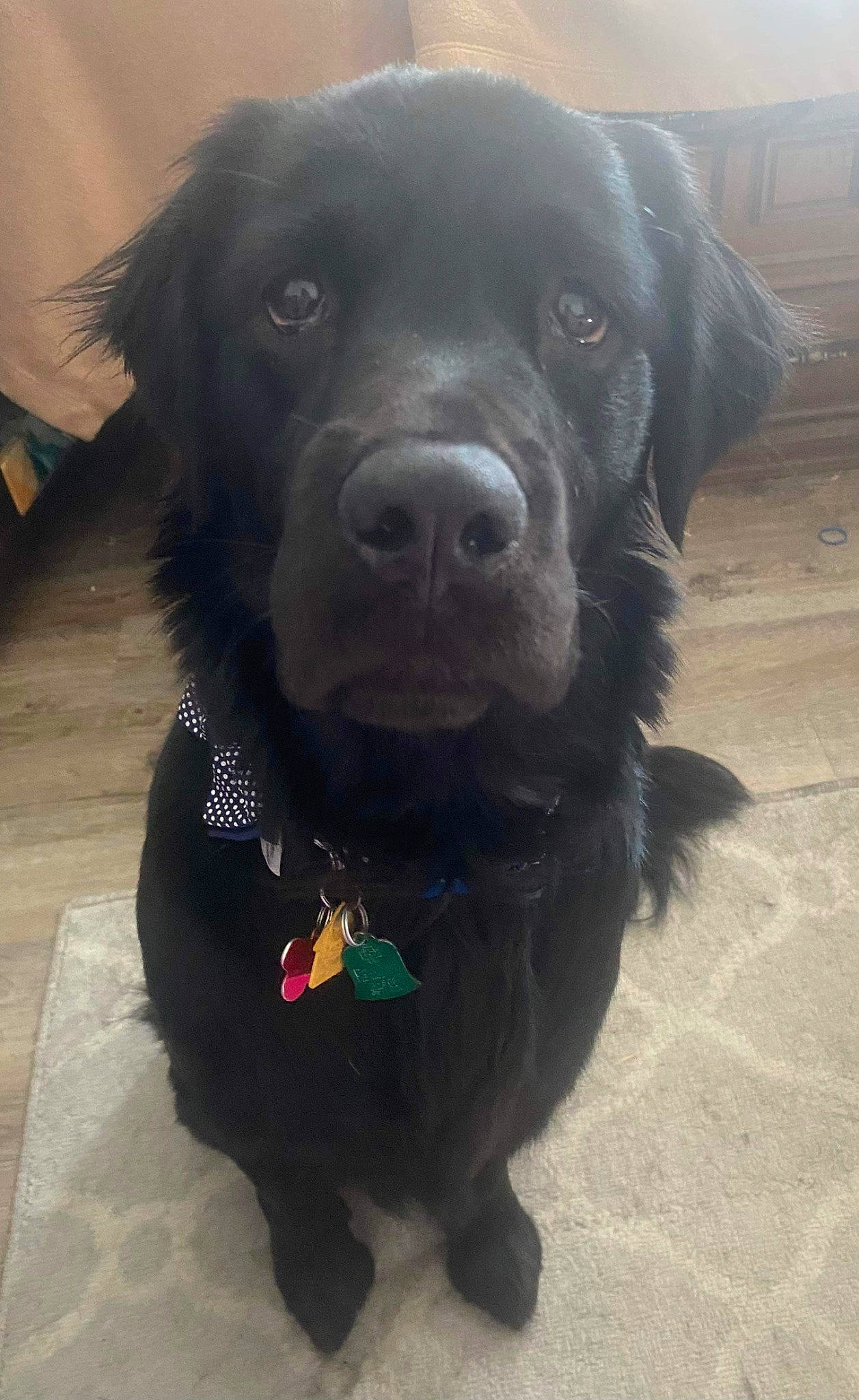 Lilly joined the competition — help win amazing prizes! borador, canidae, carnivore, collar, companion_dog, dog, dog_breed, dog_collar, fur, gun_dog, hunting_dog, labrador_retriever, retriever, snout, sporting_group, terrestrial_animal, whiskers, working_animal, working_dog