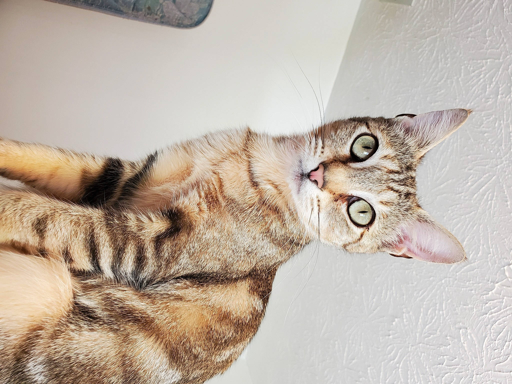 Amara is registered to the contest to win money with this photo: carnivore, cat, claw, comfort, domestic_short_haired_cat, ear, eye, fawn, felidae, fur, gesture, head, jaw, paw, small_to_medium_sized_cats, snout, tail, terrestrial_animal, whiskers