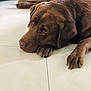 Lasko a rejoint le concours — aidez-le/la à gagner de superbes lots ! animal, brown_fur, canine, chocolate, close_up, companion, cute, dog, domestic_animal, floor, indoor, labrador, looking_up, lying_down, paw, pet, portrait, relaxed, resting, tile_floor