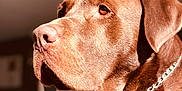 Lasko participe au concours pour gagner de l'argent avec cette photo : animal, brown_fur, canine, chain_collar, close_up, companion, dog, domestic_animal, focused, furry, indoors, labrador_retriever, looking_away, mammal, pet, portrait, side_view, soft_background, sunlight, warm_tones