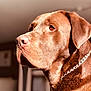 animal, brown_fur, canine, chain_collar, close_up, companion, dog, domestic_animal, focused, furry, indoors, labrador_retriever, looking_away, mammal, pet, portrait, side_view, soft_background, sunlight, warm_tones
