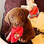 animal, bed, blanket, chocolate_labrador, close_up, cozy, cute, dog, fur, indoor, labrador, looking_up, nose, paw, pet, puppy, red_cloth, soft, toy, young_dog