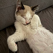 Boutsy a rejoint le concours — aidez-le/la à gagner de superbes lots ! kitten, cat, sleeping, paw, fur, cozy, couch, brown, relaxed, cute, pet, animal, whiskers, indoor, resting, adorable, feline, soft, nap, domestic