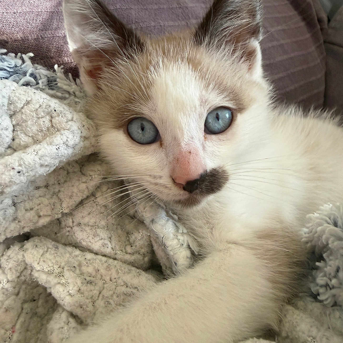 Boutsy participe au concours pour gagner de l'argent avec cette photo : kitten, cat, blue_eyes, close_up, feline, pet, whiskers, fur, animal, cute, relaxing, blanket, indoor, soft_texture, young, portrait, curious, resting, cozy, domestic_animal