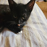 Luigi joined the competition — help win amazing prizes! animal, attention, black_kitten, cat, close_up, curious, cute, domestic_cat, feline, fur, indoor, lying_down, paw, pet, resting, small_animal, soft_light, striped_fabric, whiskers, young_cat