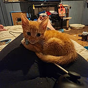 Bowser is registered to the contest to win money with this photo: kitten, orange_cat, pet, animal, indoor, lap, collar, bell, person, feet, television, furniture, blanket, living_room, couch, wood_floor, cat_toy, relaxing, cute, home