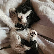 Princess Peach is registered to the contest to win money with this photo: animal, black_and_white, blanket, cat, cozy, cute, feline, fur, indoors, kitten, lying_down, paws, pet, playful, relaxed, sleepy, small, soft, whiskers, young