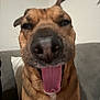 Nova is registered to the contest to win money with this photo: dog, tongue, close_up, pet, canine, indoor, couch, brown_fur, happy, nose, animal, domestic_animal, mammal, face, ears, sitting, house, fur, companion, portrait