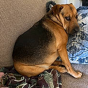 Nova joined the competition — help win amazing prizes! dog, brown, black, couch, blanket, pillow, indoor, pet, animal, fur, face, looking_back, sitting, cozy, home, furniture, resting, cute, expression, domestic