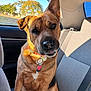 Nova is registered to the contest to win money with this photo: dog, car_interior, seat, collar, sunlight, window, tree, pet, animal, brown_fur, black_nose, tag, backseat, seatbelt, daytime, outdoor_view, canine, portrait, cute, ears