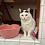 animal, black_markings, cat, ceramic, cozy, curious, domestic_cat, feline, home_interior, houseplant, indoor, pet, pink_bowl, quiet, sitting, stairs, tile_counter, white_cat, window, wooden_stairs