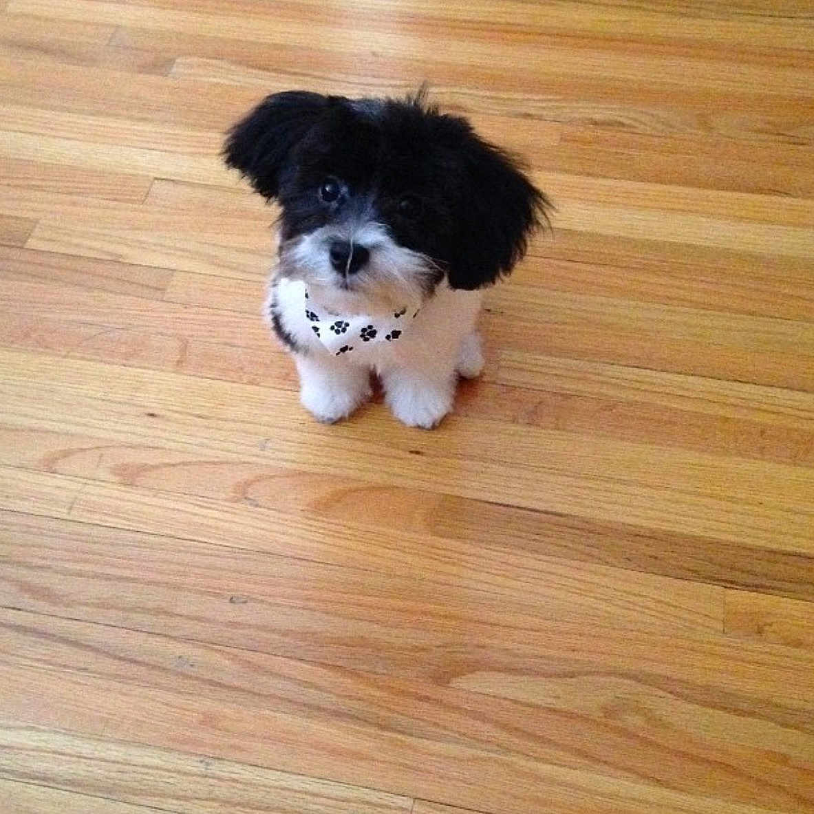 Gino joined the competition — help win amazing prizes! affenpinscher, animal, ball, canine, cockerspaniel, dog, hardwood, hound, indoors, interiordesign, papillon, pet, plywood, poodle, puppy, sport, stainedwood, terrier, whitedog, wood