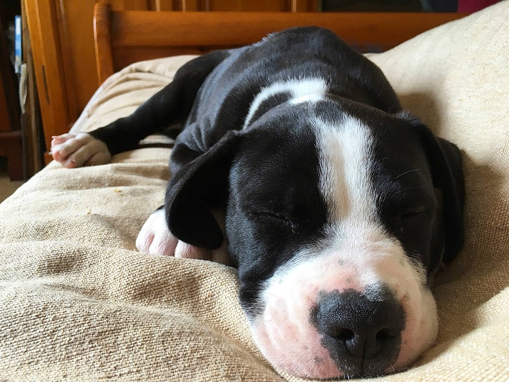 Patton participe au concours pour gagner de l'argent avec cette photo : american_bulldog, american_staffordshire_terrier, canidae, carnivore, companion_dog, dog, dog_breed, great_dane, mammal, nap, non_sporting_group, nose, pointer, puppy, puppy_love, snout, sporting_group, valley_bulldog, vertebrate, whiskers