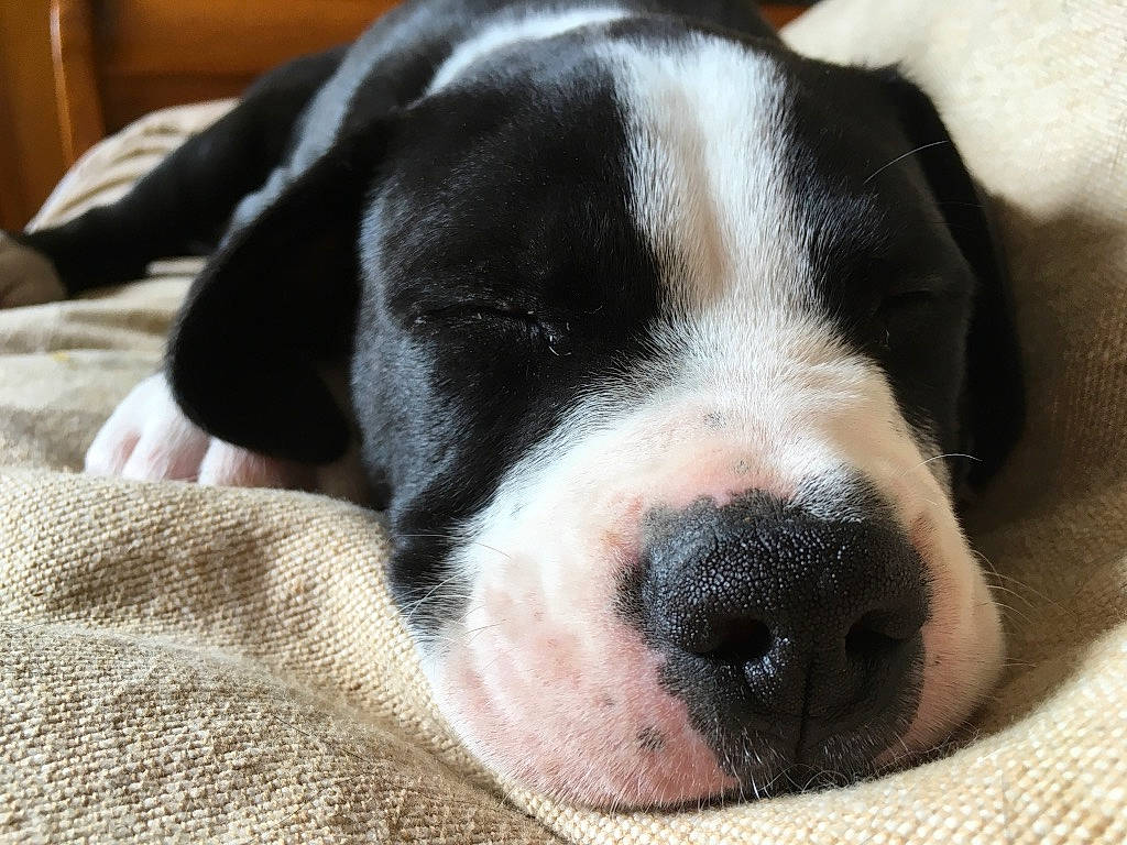 Patton participe au concours pour gagner de l'argent avec cette photo : canidae, carnivore, companion_dog, dog, dog_breed, great_dane, mammal, nap, non_sporting_group, nose, pointer, puppy, puppy_love, rare_breed_dog, snout, sporting_group, valley_bulldog, vertebrate, whiskers