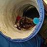 cat, siamese_cat, pet, animal, indoor, tunnel, toy, blue, white, pom_pom, fleece, cozy, curious, looking_up, cute, feline, playful, soft, resting, home