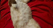 Madface is registered to the contest to win money with this photo: animal, bed, brown, cat, cozy, cute, domestic, feline, fluffy, fur, indoor, lying_down, paws, pet, red_blanket, relaxed, resting, sleepy, whiskers, white