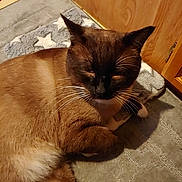 Madface is registered to the contest to win money with this photo: cat, siamese_cat, pet, indoor, sleepy, relaxed, fur, whiskers, paws, wooden_cabinet, rug, floor, home, animal, mammal, domestic, cute, resting, closeup, cozy