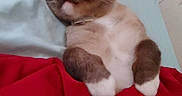 Madface is registered to the contest to win money with this photo: cat, pet, blanket, red_blanket, lying_down, whiskers, fur, indoor, cozy, sleeping, paws, animal, feline, resting, soft, cute, bed, nose, ears, comfort