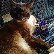 Madface joined the competition — help win amazing prizes! animal, blue, brown_fur, cat, closeup, cute, fabric, feline, indoor, pattern, pet, quirky_kitty, quirky_toy, relaxed, resting, soft_light, space_food, toy, whiskers, white_paws