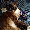 animal, blue, brown_fur, cat, closeup, cute, fabric, feline, indoor, pattern, pet, quirky_kitty, quirky_toy, relaxed, resting, soft_light, space_food, toy, whiskers, white_paws