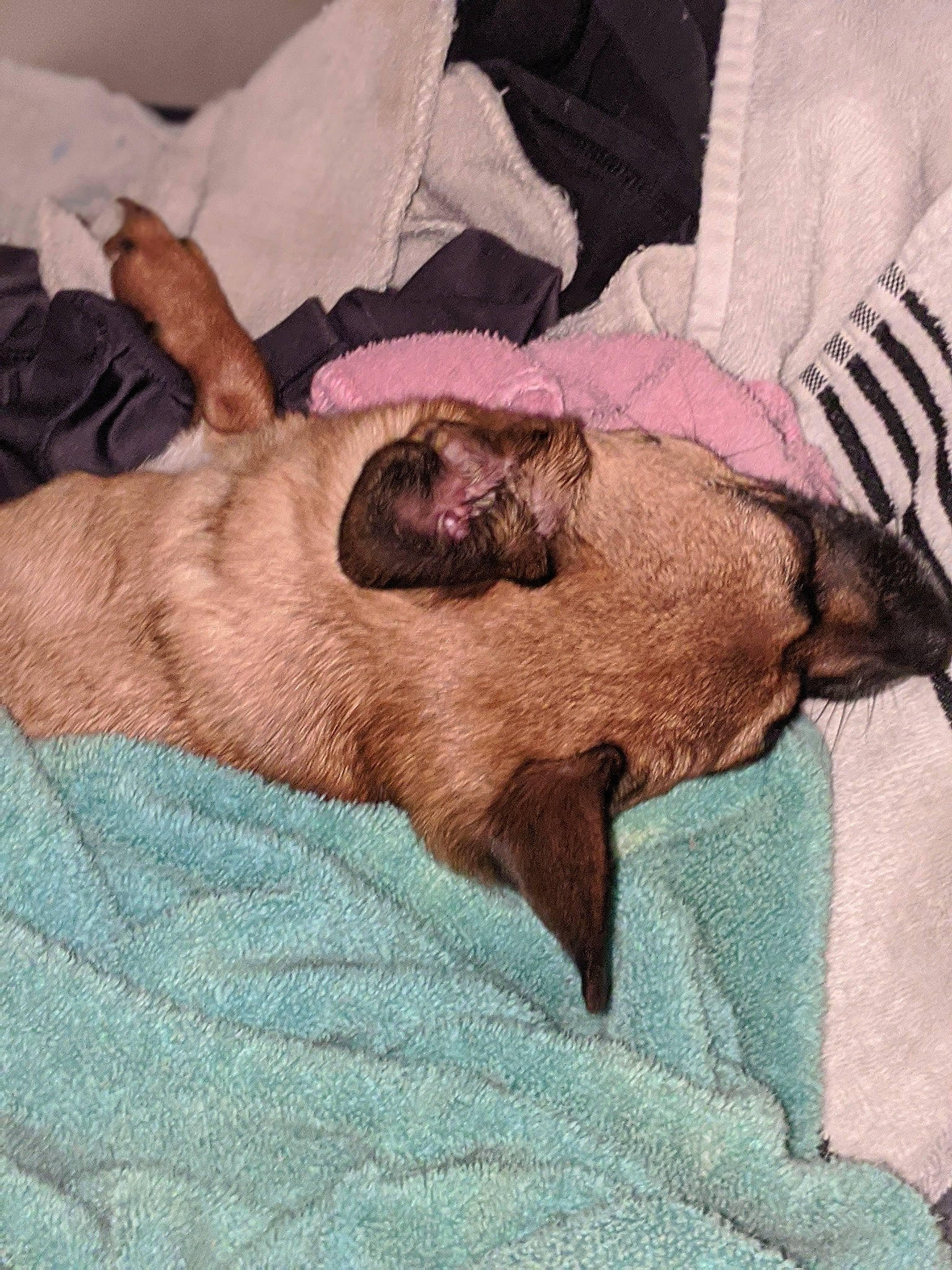 P Myte is registered to the contest to win money with this photo: bed, bedding, canidae, carnivore, comfort, companion_dog, dog, dog_breed, dog_supply, duvet, fawn, felidae, fur, linens, liver, nap, snout, sporting_group, toy_dog, working_animal