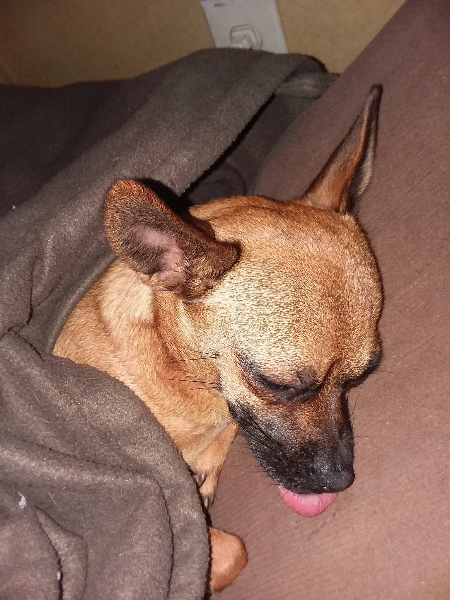 P Myte joined the competition — help win amazing prizes! brown, canidae, carnivore, chihuahua, comfort, companion_dog, corgi_chihuahua, dog, dog_breed, dog_supply, ear, fawn, fur, paw, snout, sporting_group, terrestrial_animal, toy_dog, whiskers, working_animal