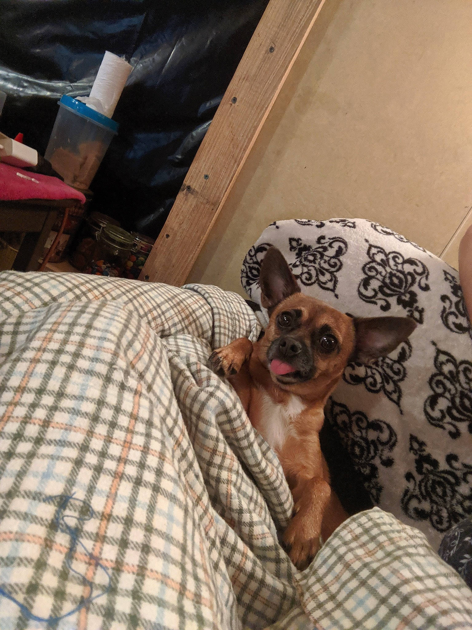 P Myte joined the competition — help win amazing prizes! beard, carnivore, comfort, companion_dog, couch, dog, dog_breed, eyewear, fawn, glasses, human_leg, linens, pattern, plaid, snout, sporting_group, sunglasses, tartan, toy_dog, vision_care