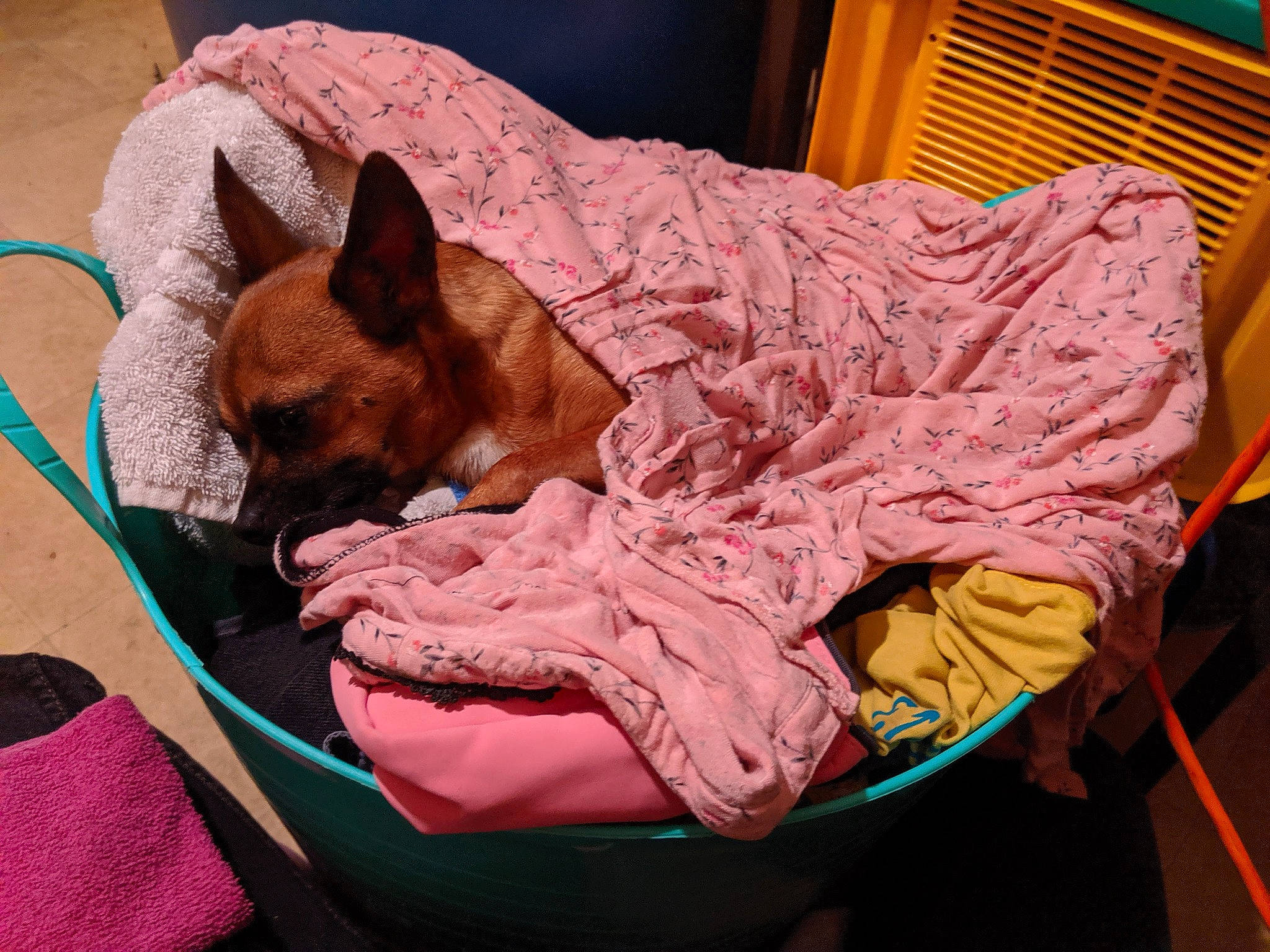 P Myte joined the competition — help win amazing prizes! canidae, carnivore, comfort, companion_dog, dog, dog_bed, dog_breed, dog_supply, fawn, felidae, flooring, linens, nap, pet_supply, room, sporting_group, throw_pillow, toy_dog, whiskers, working_animal