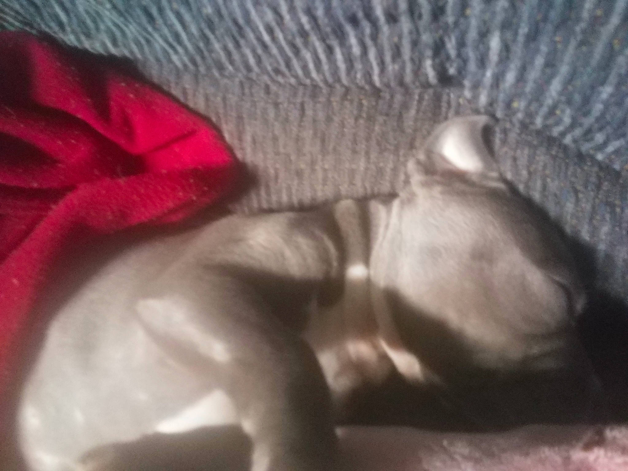 Beast is registered to the contest to win money with this photo: carmine, comfort, companion_dog, darkness, dog_breed, fawn, felidae, flesh, fur, gesture, grey, human_leg, linens, nap, paw, petal, small_to_medium_sized_cats, sporting_group, tail, wool