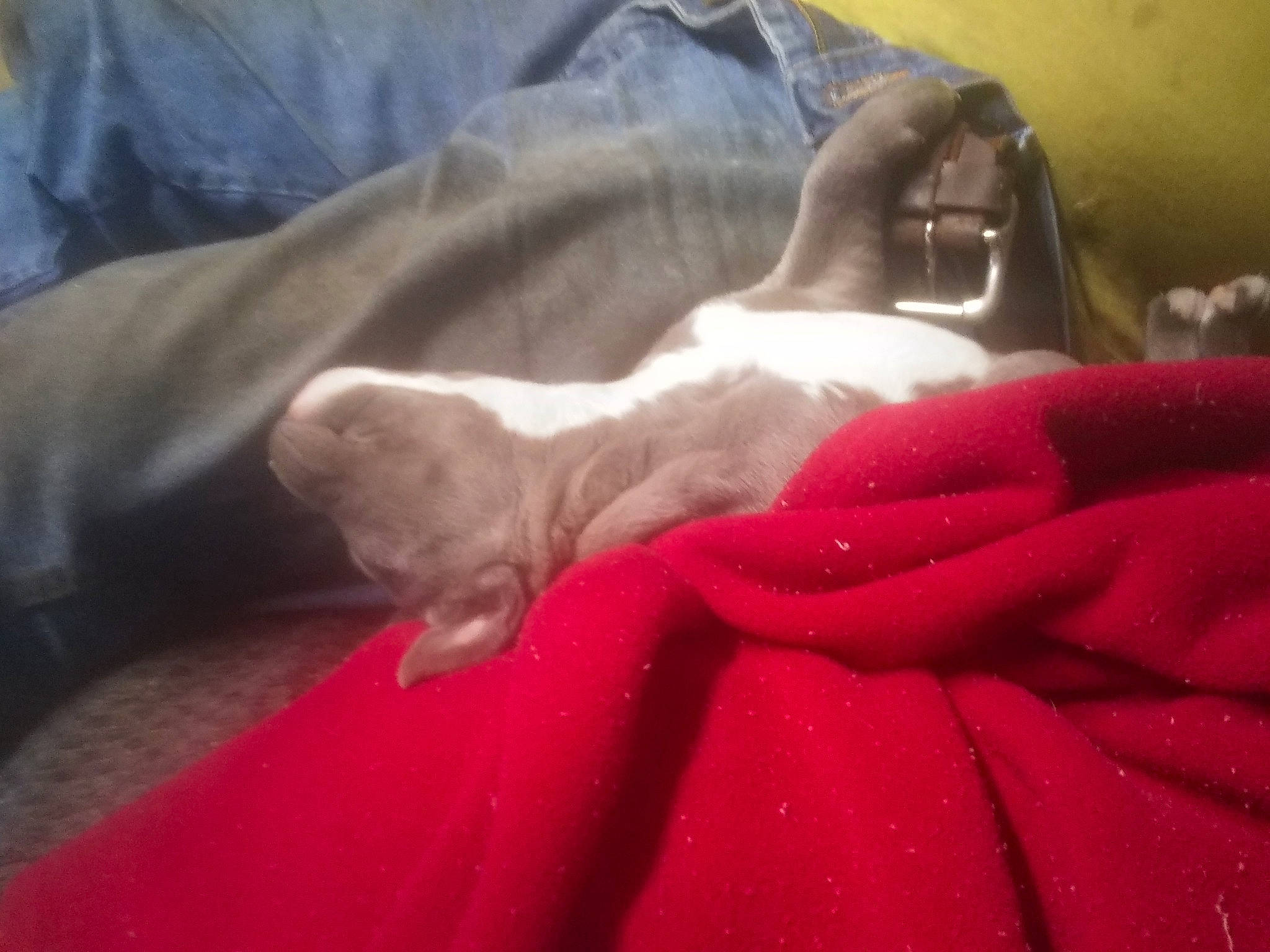 Beast joined the competition — help win amazing prizes! bed, carnivore, cat, comfort, companion_dog, dog_breed, ear, fawn, felidae, fur, grey, human_leg, linens, nail, room, small_to_medium_sized_cats, snout, tail, textile, whiskers