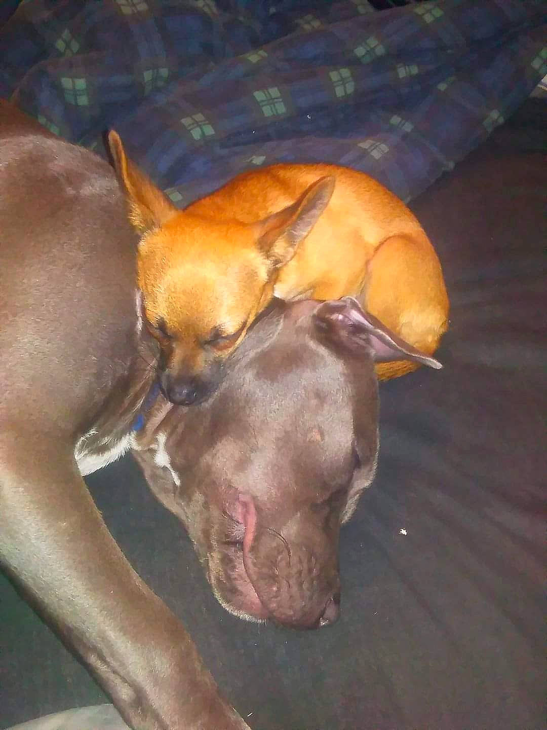 Pmyte is registered to the contest to win money with this photo: canidae, carnivore, comfort, companion_dog, dog, dog_breed, dog_supply, ear, fawn, flooring, hardwood, liver, nap, paw, snout, sporting_group, tail, vertebrate, whiskers, working_animal