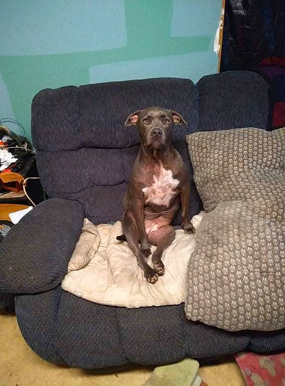 Prettygirl joined the competition — help win amazing prizes! canidae, carnivore, comfort, companion_dog, couch, dog, dog_breed, dog_supply, fawn, fur, furniture, gun_dog, liver, living_room, picture_frame, room, sofa_bed, sporting_group, studio_couch, working_animal