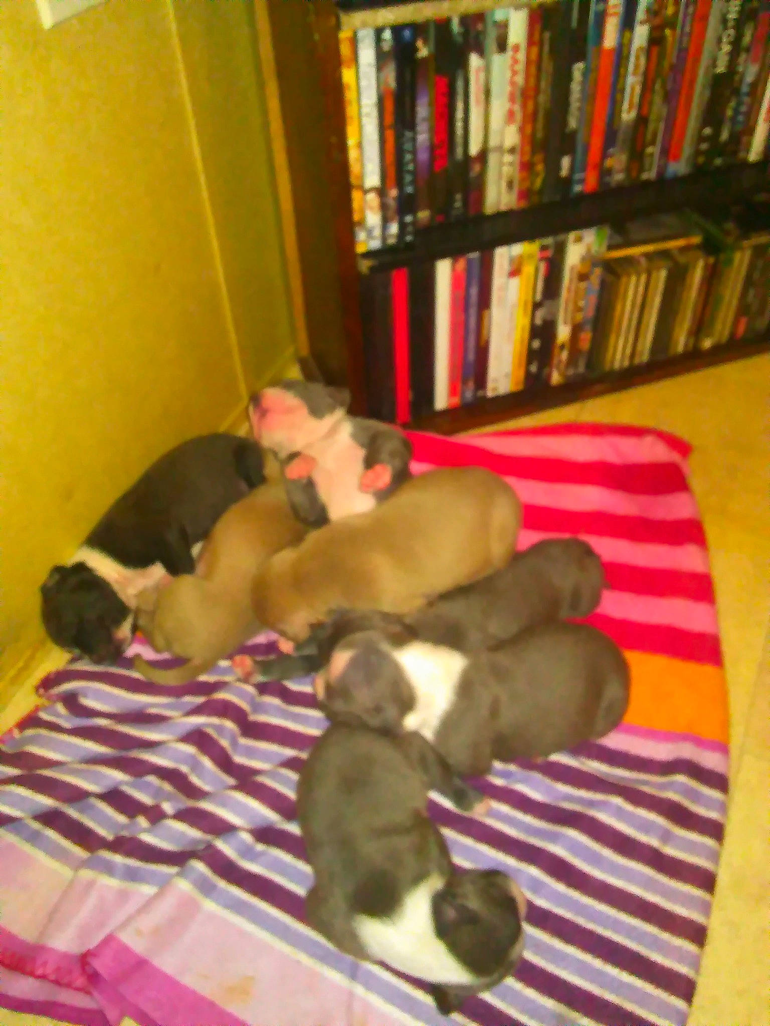 Bigboy is registered to the contest to win money with this photo: barechested, bed, bedtime, book, bookcase, canidae, carnivore, comfort, companion_dog, dog, dog_breed, fawn, flooring, hardwood, linens, nap, publication, room, shelf, sporting_group