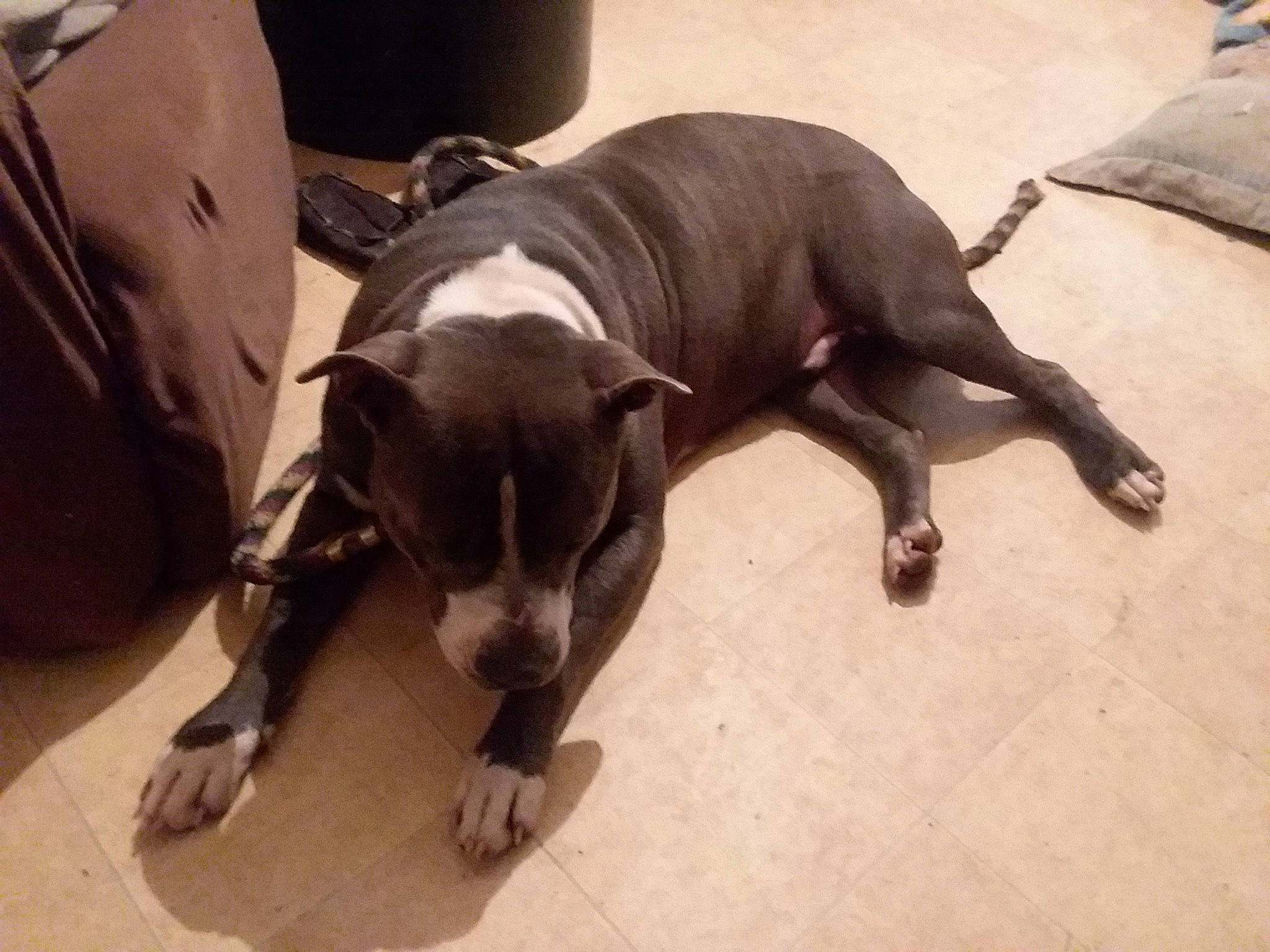 Bigboy joined the competition — help win amazing prizes! canidae, carnivore, comfort, companion_dog, dog, dog_breed, fawn, liver, non_sporting_group, puppy, snout, sporting_group, terrestrial_animal, toy_dog, working_animal