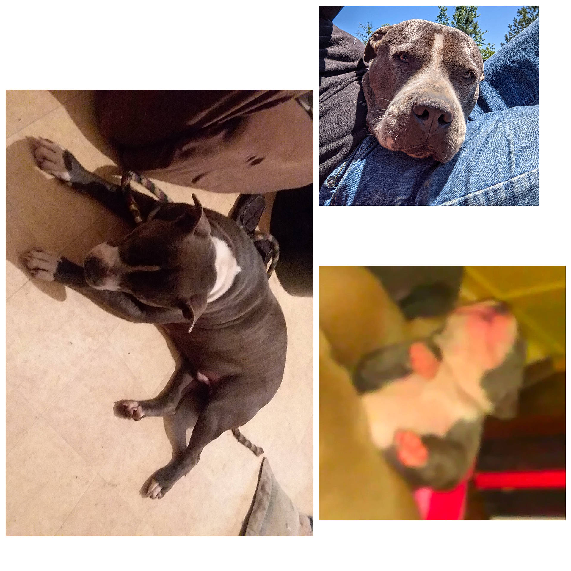 Bigboy joined the competition — help win amazing prizes! beauty, canidae, carnivore, collar, companion_dog, dog, dog_breed, dog_collar, dog_supply, fashion_accessory, fawn, leash, liver, mammal, metal, pet_supply, selfie, stock_photography, vertebrate, working_animal