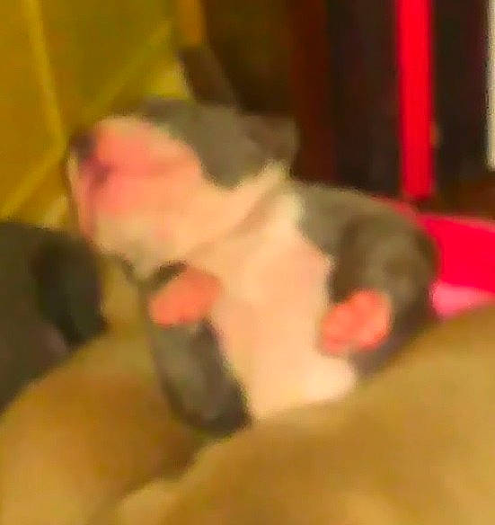 Bigboy is registered to the contest to win money with this photo: comfort, companion_dog, dog_breed, entertainment, event, flesh, flooring, foot, fur, hardwood, non_sporting_group, small_to_medium_sized_cats, tail, thumb, whiskers