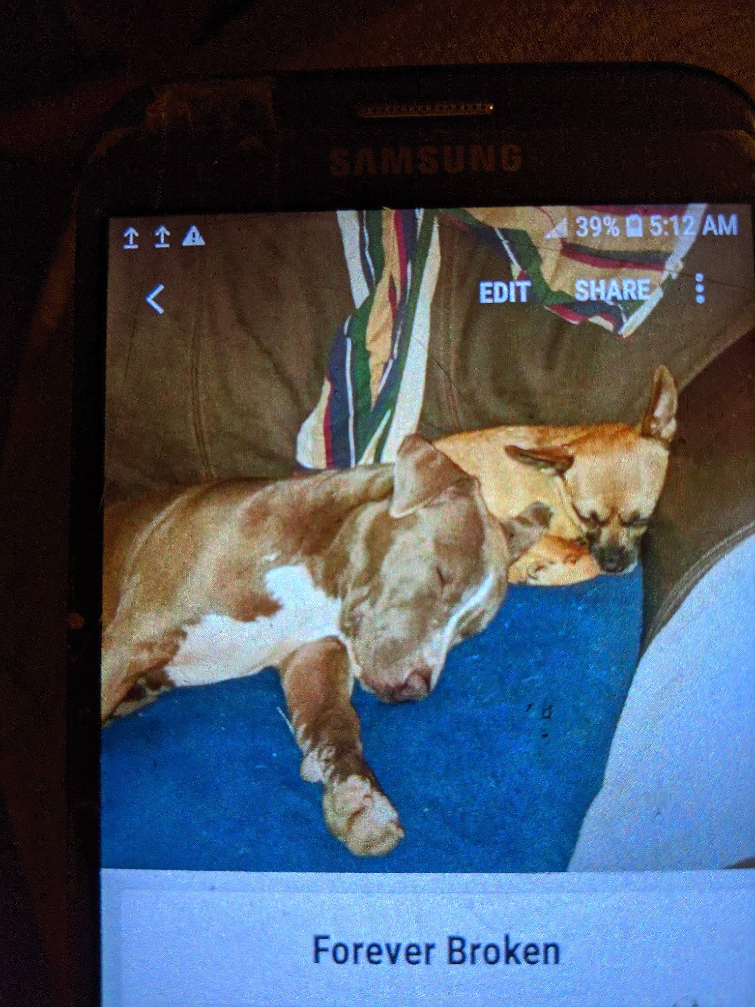 Sheba joined the competition — help win amazing prizes! brown, carnivore, cat, communication_device, companion_dog, display_device, dog_breed, electronic_device, fawn, felidae, flat_panel_display, fur, gadget, multimedia, output_device, screenshot, small_to_medium_sized_cats, sporting_group, tail, whiskers